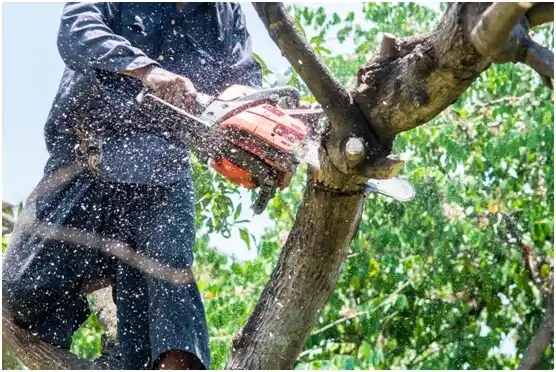 tree services Evansburg